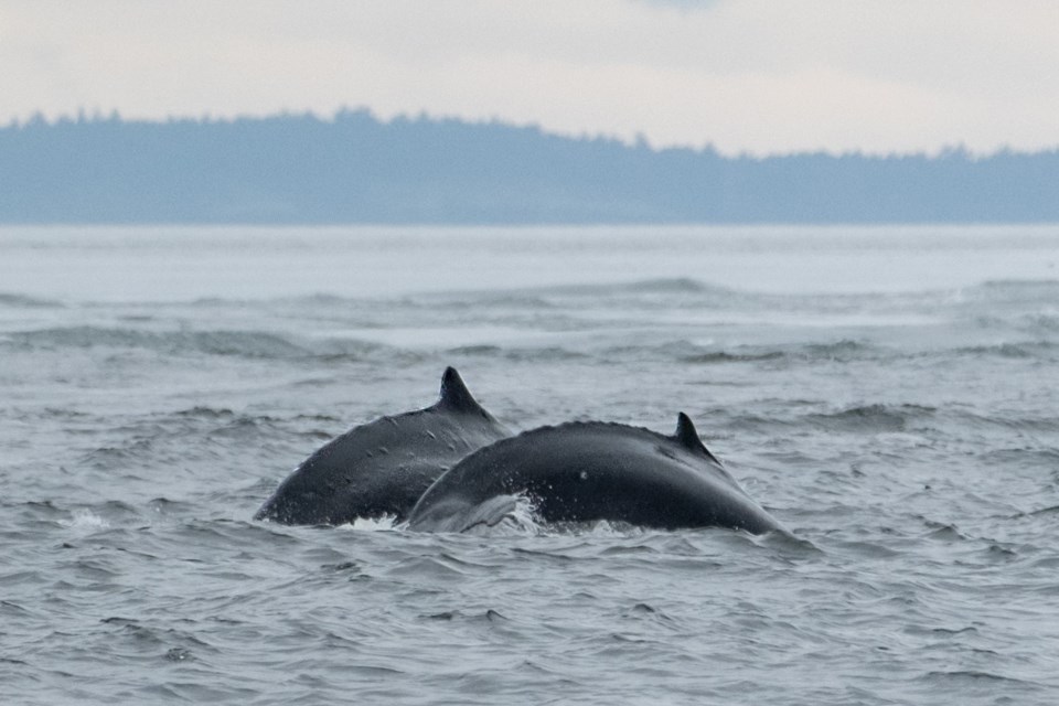 Big Mama, left, with her new calf. BETHANY SHIMASAKI, WESTERN PRINCE WHALE WATCHING, PWWA 